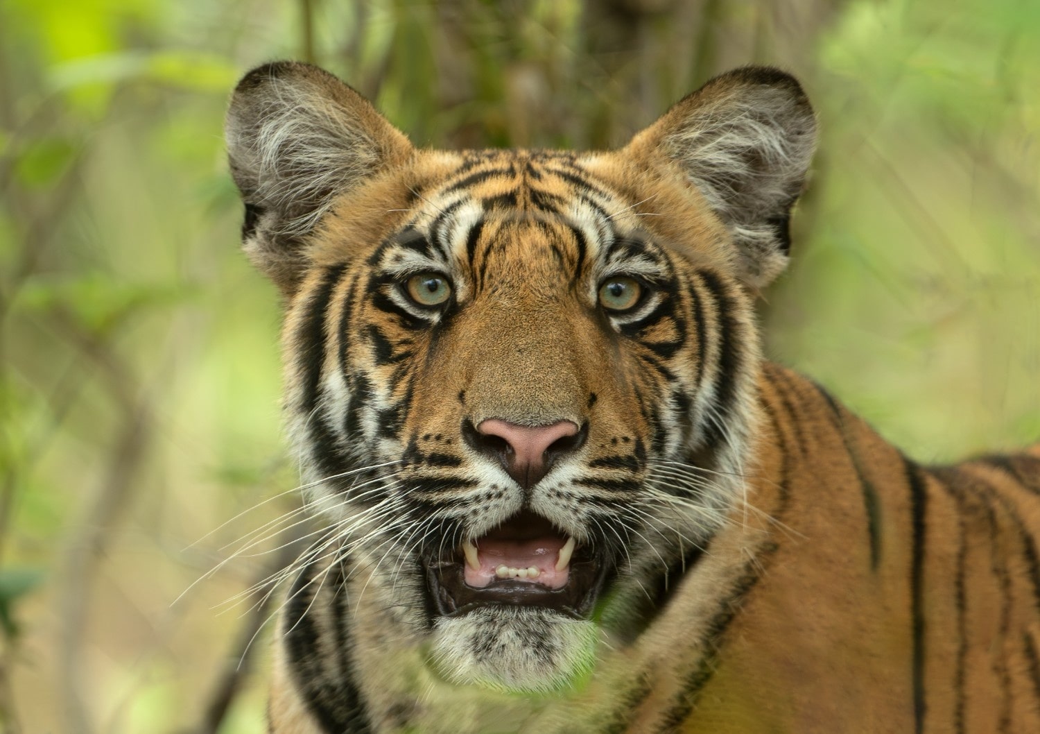 Bandhavgarh Tiger